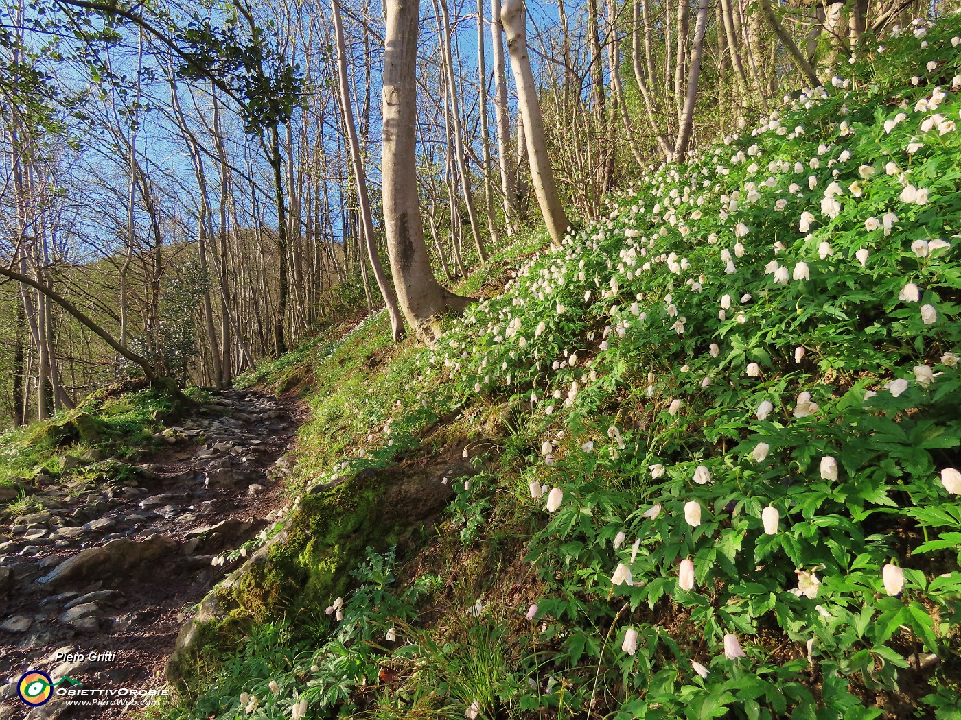 10 Anemoides nemorosa (Anemone dei boschi).JPG